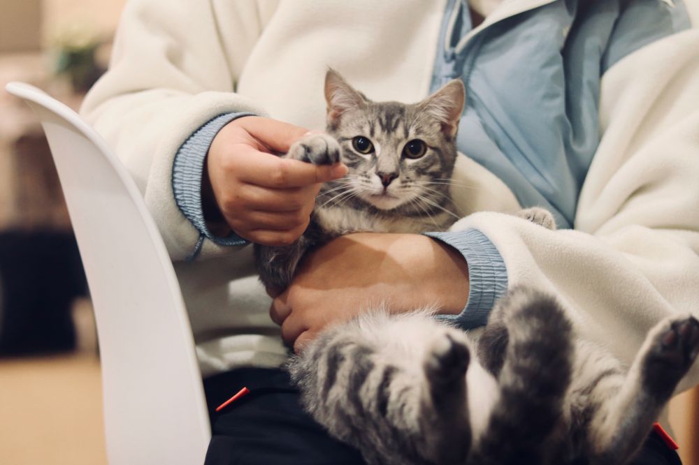 Veterinær i Bergen: Trygg hjelp for hund, katt og smådyr